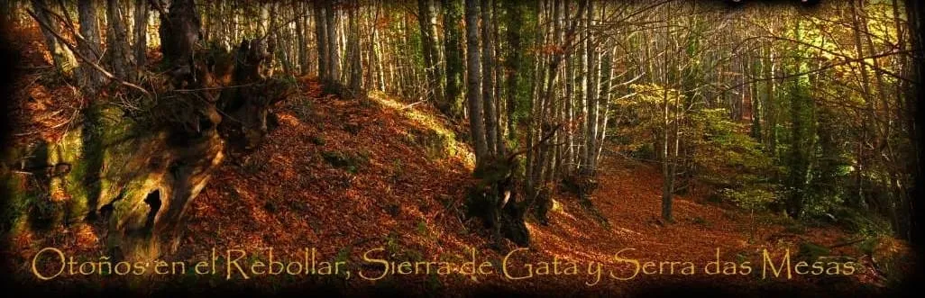 Navasfrías disfrutará el próximo sábado de una Jornada Micológica  