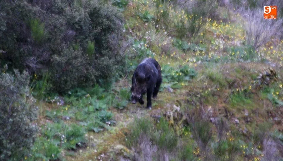 La investigación se ha centrado en el jabalí