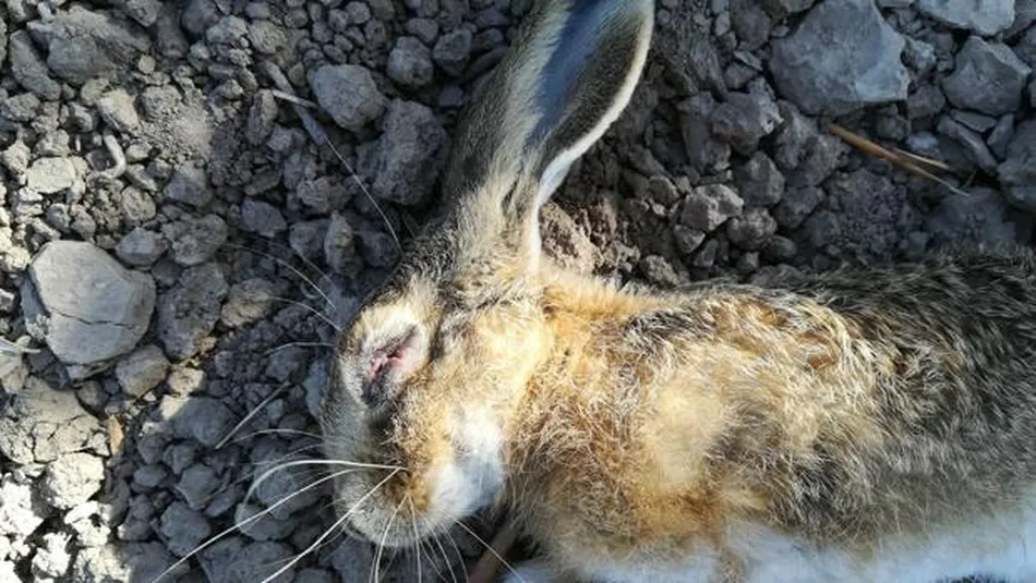 Liebre muerta por mixomatosis / FOTO: C. GONZÁLEZ (ABC)