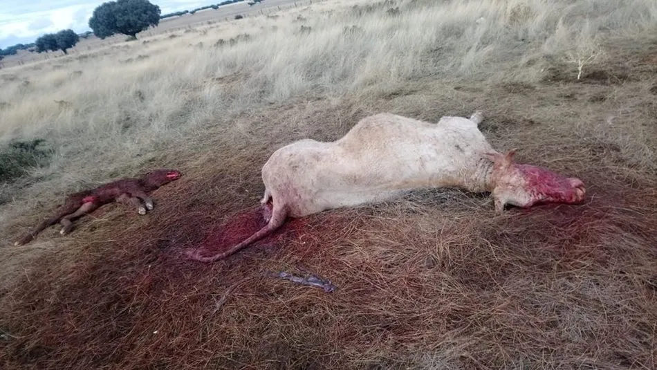 La vaca muerta y su becerro, tras el ataque de las carroñeras