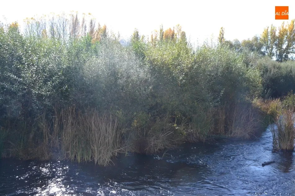 Foto 7 - Riberas del &Aacute;gueda denuncia que la zona del Paraje &ldquo;est&aacute; pidiendo una limpieza a gritos&rdquo;  
