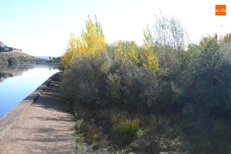 Foto 5 - Riberas del &Aacute;gueda denuncia que la zona del Paraje &ldquo;est&aacute; pidiendo una limpieza a gritos&rdquo;  
