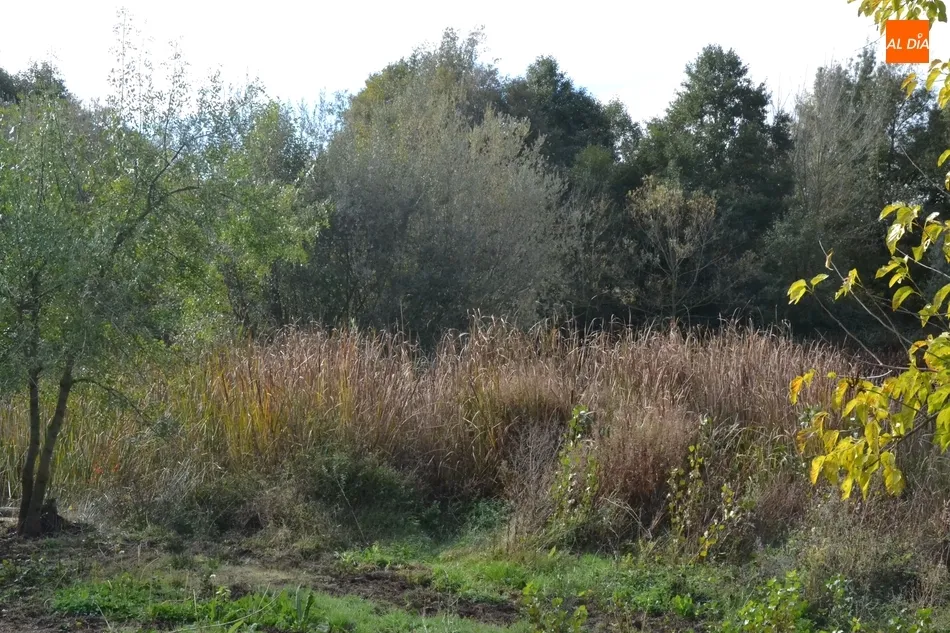 Foto 2 - Riberas del &Aacute;gueda denuncia que la zona del Paraje &ldquo;est&aacute; pidiendo una limpieza a gritos&rdquo;  