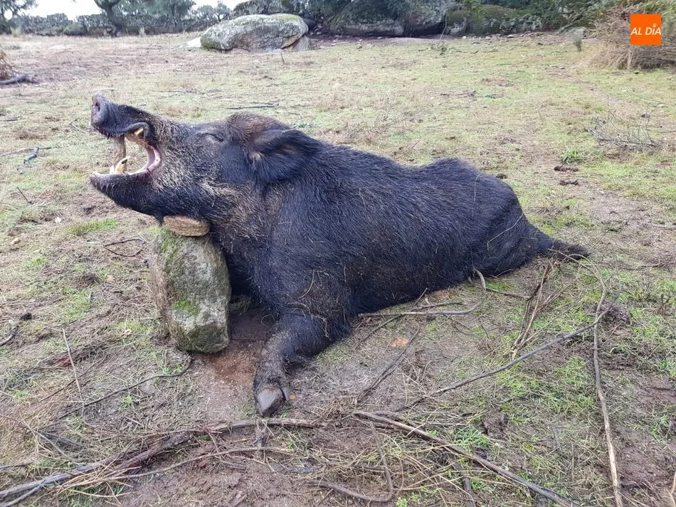 Foto 2 - Espectacular cochino abatido por Pablo Mart&iacute;n Pereira en Villargordo  