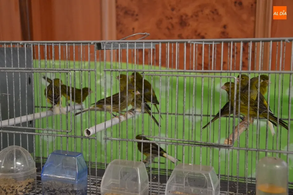 Foto 11 - Unos 700 p&aacute;jaros se dan cita en el IX Concurso-Exposici&oacute;n Ornitol&oacute;gico  
