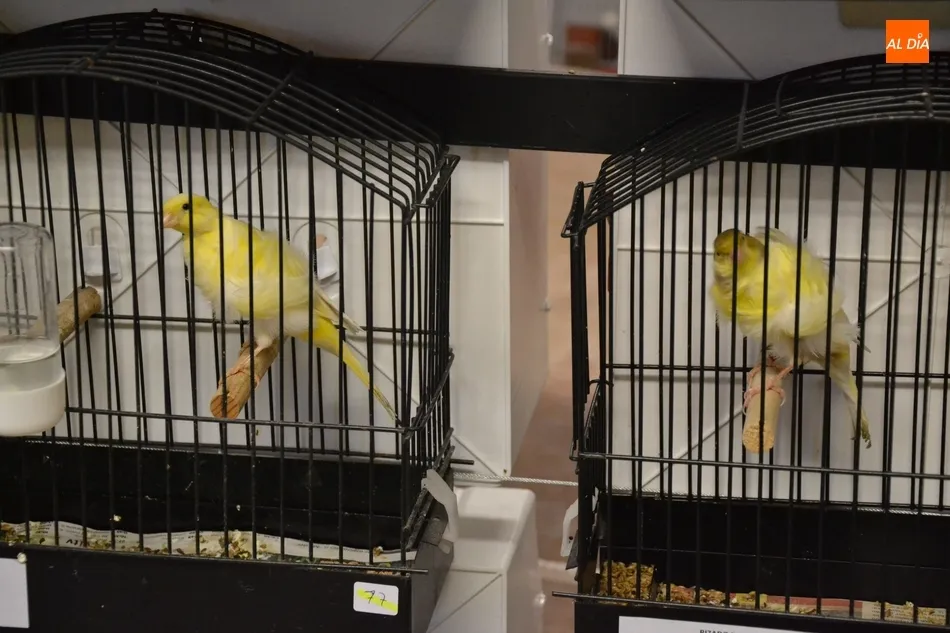 Foto 10 - Unos 700 p&aacute;jaros se dan cita en el IX Concurso-Exposici&oacute;n Ornitol&oacute;gico  