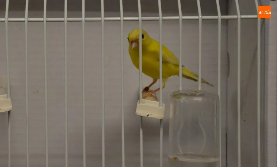 Foto 9 - Unos 700 p&aacute;jaros se dan cita en el IX Concurso-Exposici&oacute;n Ornitol&oacute;gico  