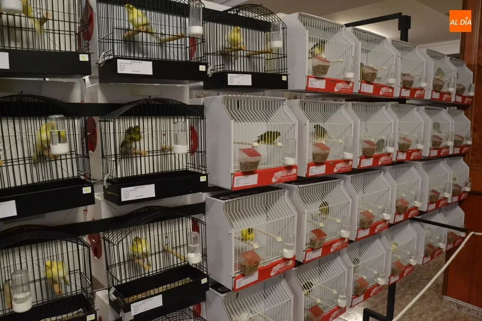 Foto 8 - Unos 700 p&aacute;jaros se dan cita en el IX Concurso-Exposici&oacute;n Ornitol&oacute;gico  