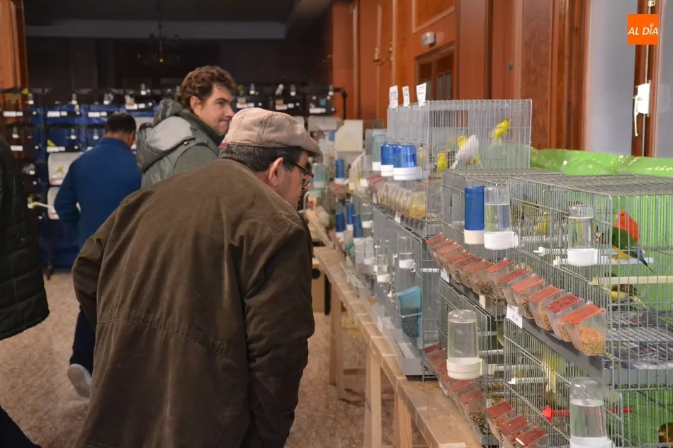 Foto 5 - Unos 700 p&aacute;jaros se dan cita en el IX Concurso-Exposici&oacute;n Ornitol&oacute;gico  