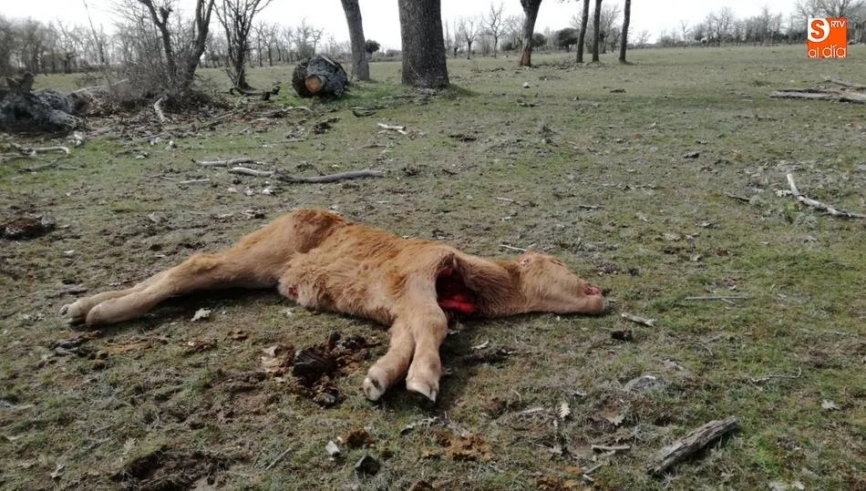 Ternero muerto por ataque de cánidos en Cerezal de Puertas