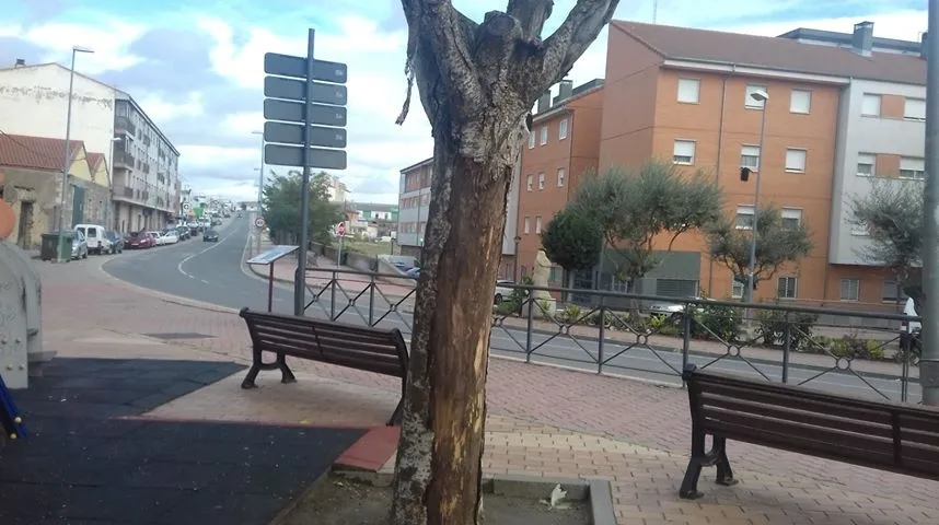Foto 7 - Denuncian el estado de los &aacute;rboles del parque El Candil