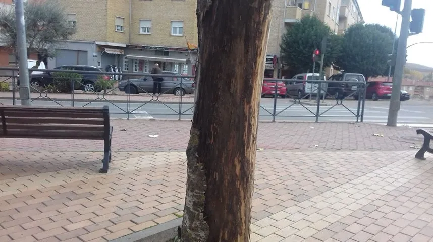 Foto 5 - Denuncian el estado de los &aacute;rboles del parque El Candil