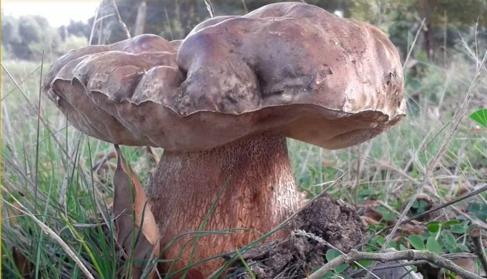 La Sociedad Lazarillo organiza lleva 28 años organizando estas Jornadas Micológicas