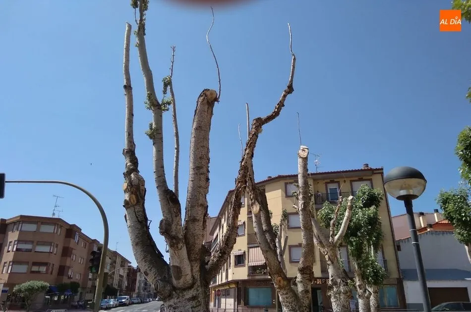 Foto 4 - Denuncian el estado de los &aacute;rboles del parque El Candil
