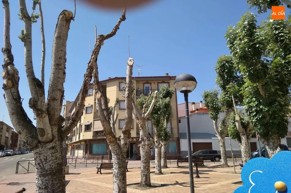 Foto 3 - Denuncian el estado de los &aacute;rboles del parque El Candil