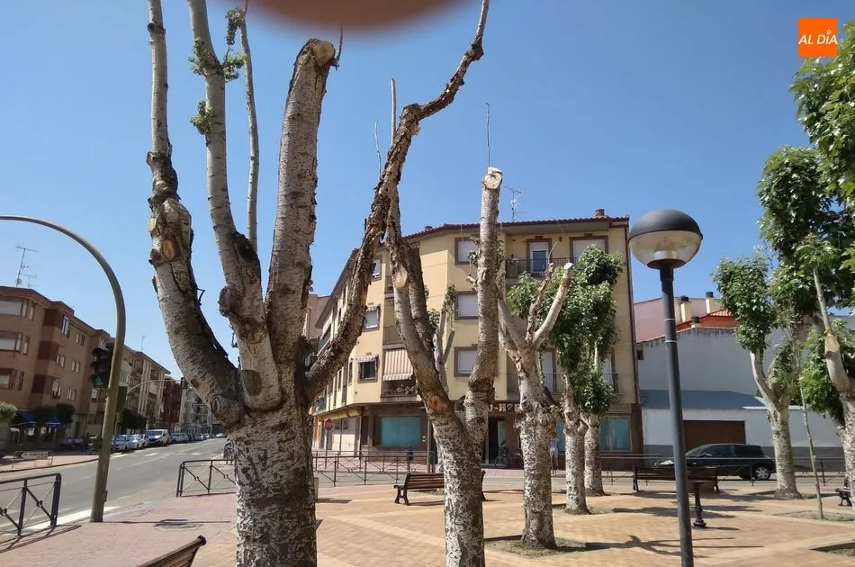 Estado de algunos de los árboles del parque