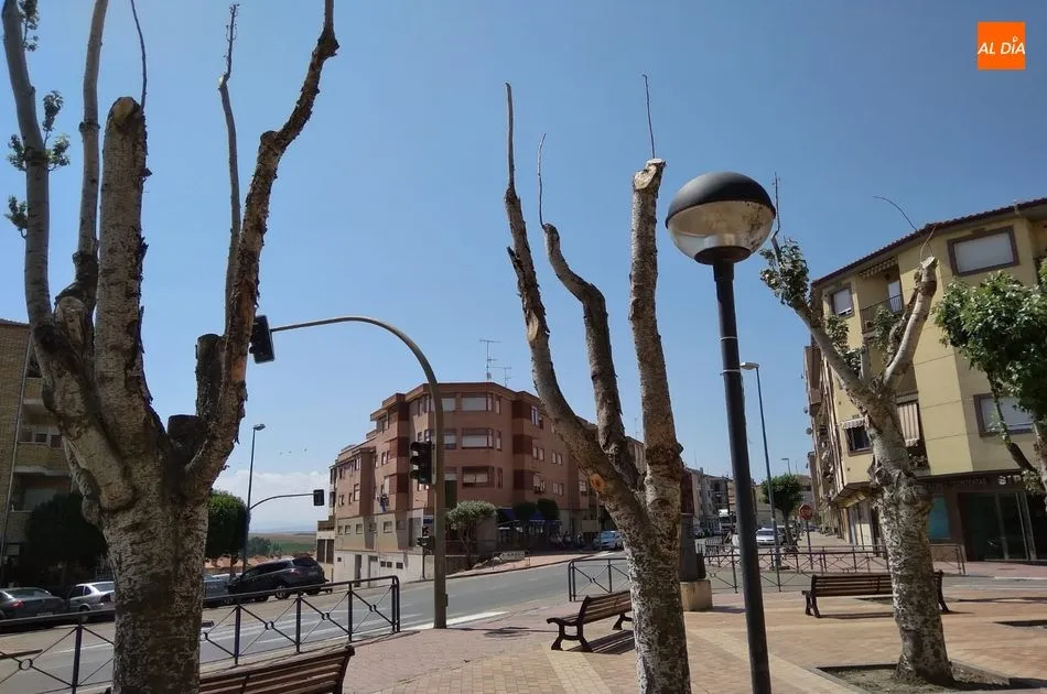 Foto 2 - Denuncian el estado de los &aacute;rboles del parque El Candil