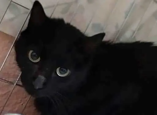 Foto 3 - Se busca a los due&ntilde;os de tres gatos dom&eacute;sticos recogidos en los &uacute;ltimos d&iacute;as  