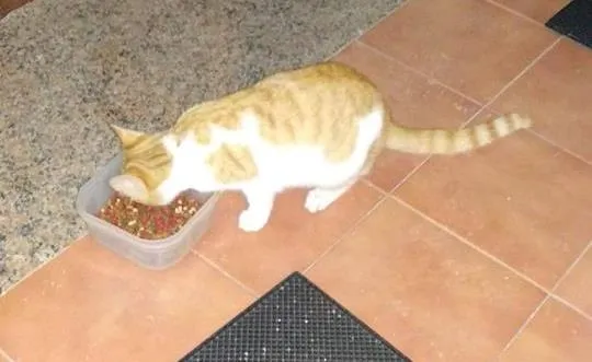 Se busca a los dueños de tres gatos domésticos recogidos en los últimos días  