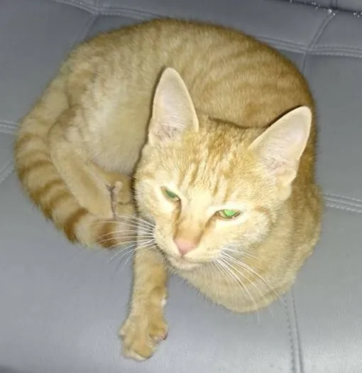 Foto 2 - Se busca a los due&ntilde;os de tres gatos dom&eacute;sticos recogidos en los &uacute;ltimos d&iacute;as  