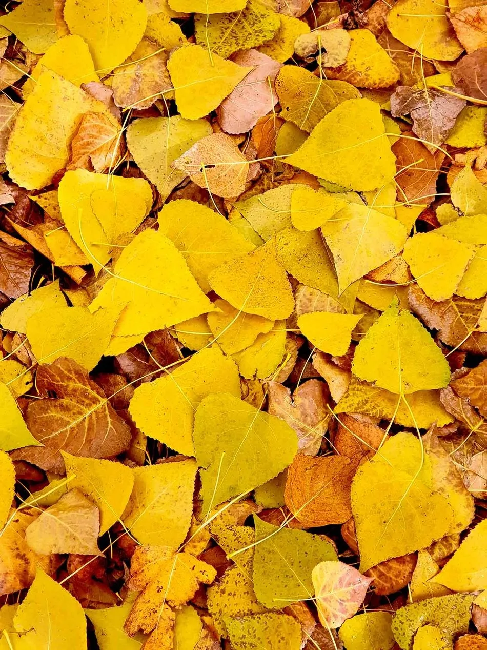 Foto 2 - Caminos de Oto&ntilde;o