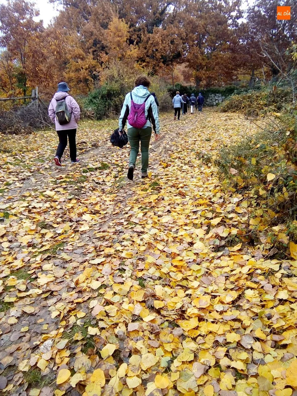 Foto 3 - La Ruta del Vino de la Sierra de Francia se sumerge en el oto&ntilde;o