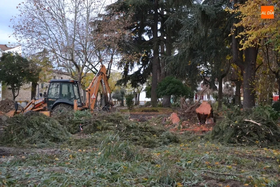 El PP pide a Joaquín Pellicer que aclare qué árboles se están cortando en La Florida  