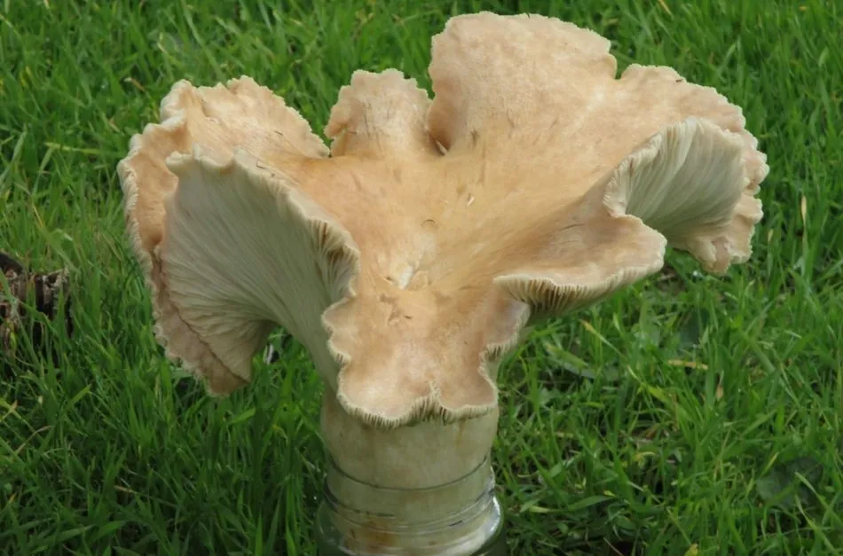 Casi un kilo de seta en Villavieja de Yeltes  