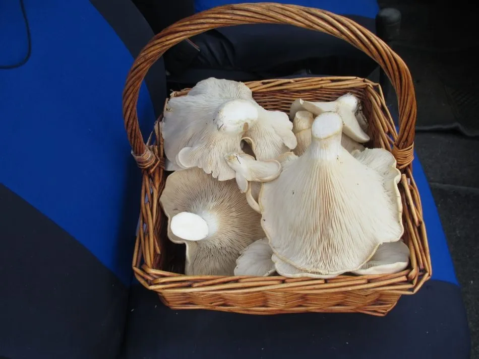 Foto 2 - Casi un kilo de seta en Villavieja de Yeltes  
