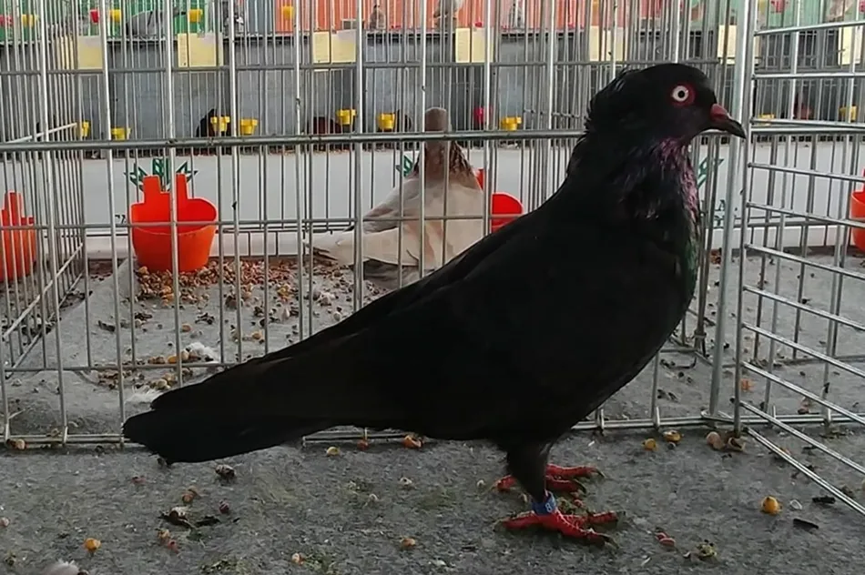 Uno de los ejemplares con los que ha participado, y ganado, el ledesmino Julián Salinas en el certamen nacional