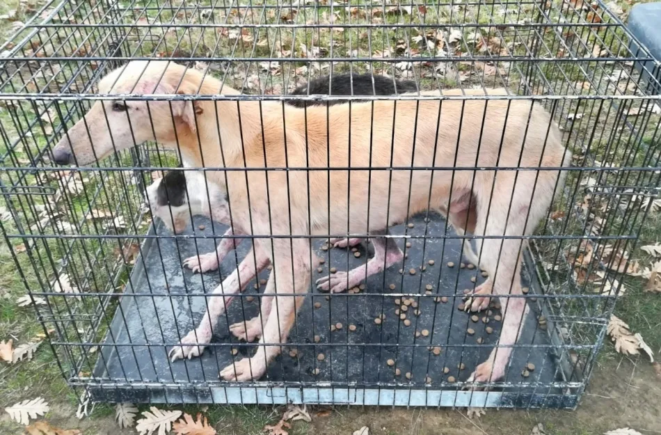 Foto 3 - El n&uacute;mero de perros abandonados crece de forma notable en las &uacute;ltimas semanas  
