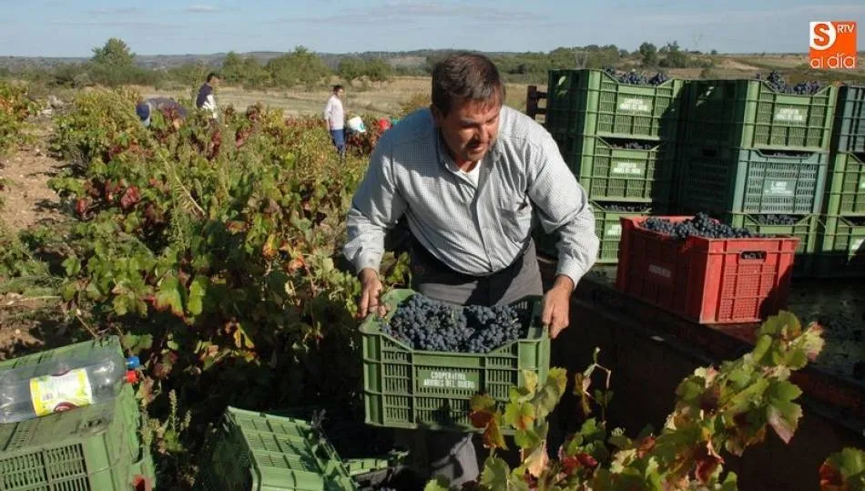 La cosecha en la provincia de Salamanca ha estado marcada por un descenso de la producción