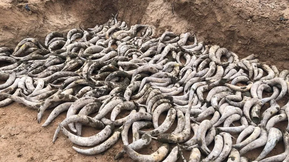 Miles de cuernos de vaca procedentes de un matadero de Cáceres