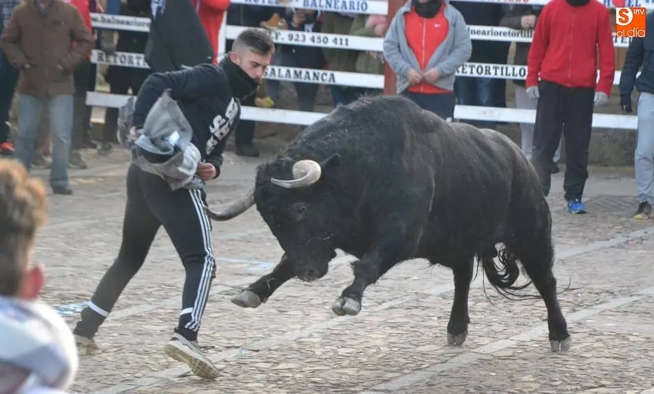 Toro del Aguardiente 2018 perteneciente a la ganadería de El Canario, que volverá a estar presente en Carnaval