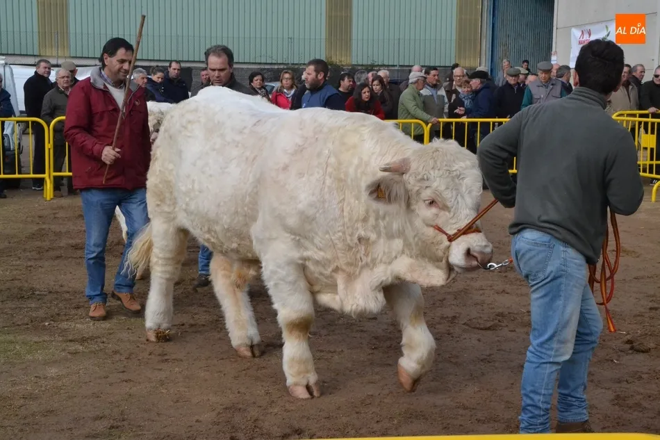 La apuesta por la calidad marca la exposición de ganado de la Feria de San Andrés  