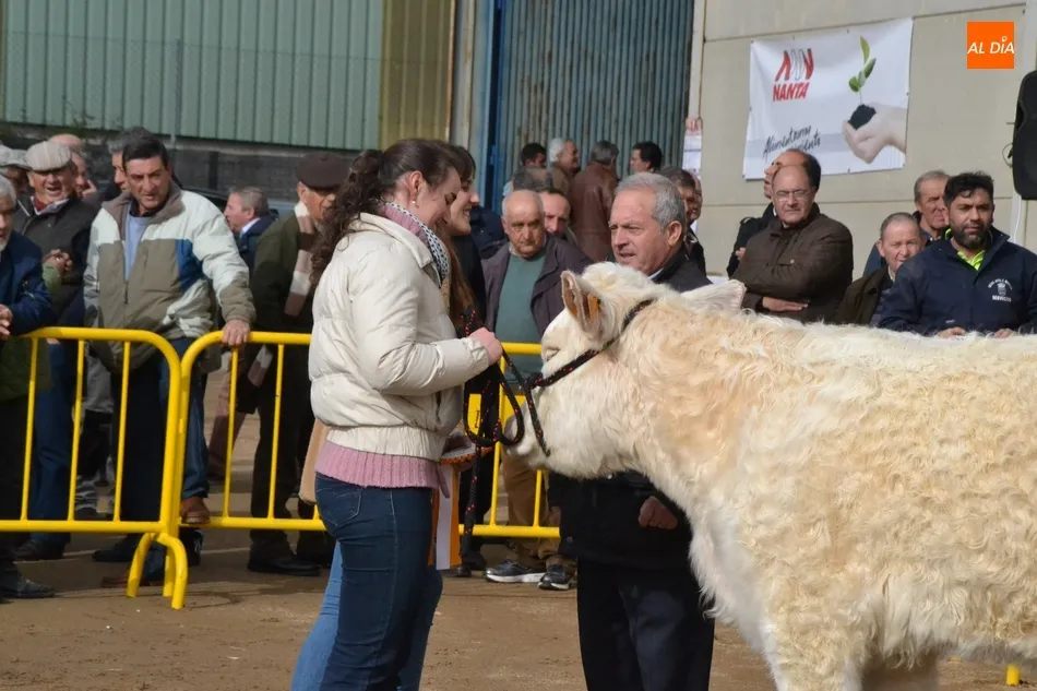 Foto 9 - La apuesta por &ldquo;la calidad&rdquo; marca la exposici&oacute;n de ganado de la Feria de San Andr&eacute;s  