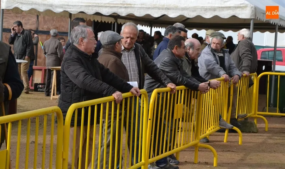 Foto 10 - La apuesta por &ldquo;la calidad&rdquo; marca la exposici&oacute;n de ganado de la Feria de San Andr&eacute;s  