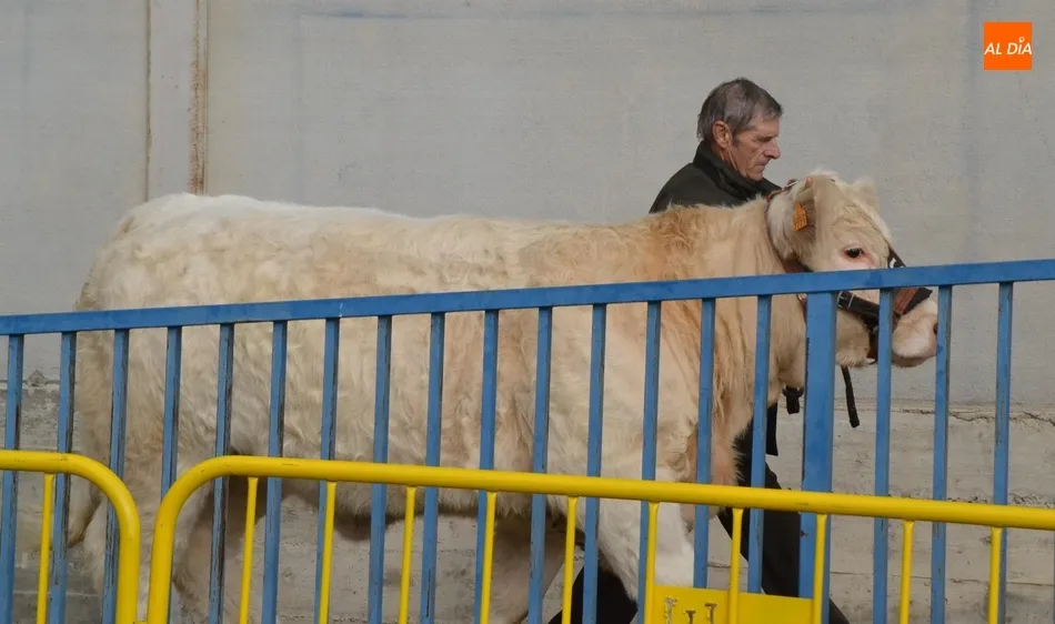 Foto 8 - La apuesta por &ldquo;la calidad&rdquo; marca la exposici&oacute;n de ganado de la Feria de San Andr&eacute;s  
