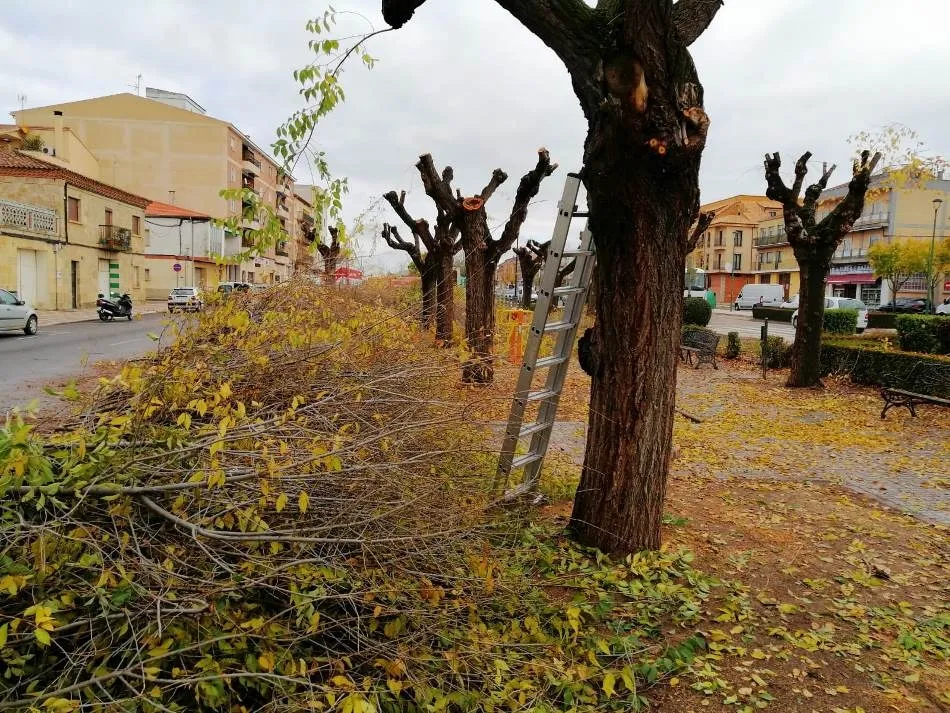Foto 4 - Los &aacute;rboles de la Avenida de Salamanca, objeto de una intensa poda  