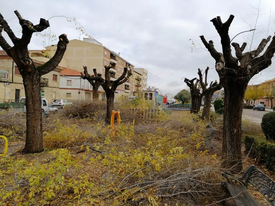 Foto 6 - Los &aacute;rboles de la Avenida de Salamanca, objeto de una intensa poda  