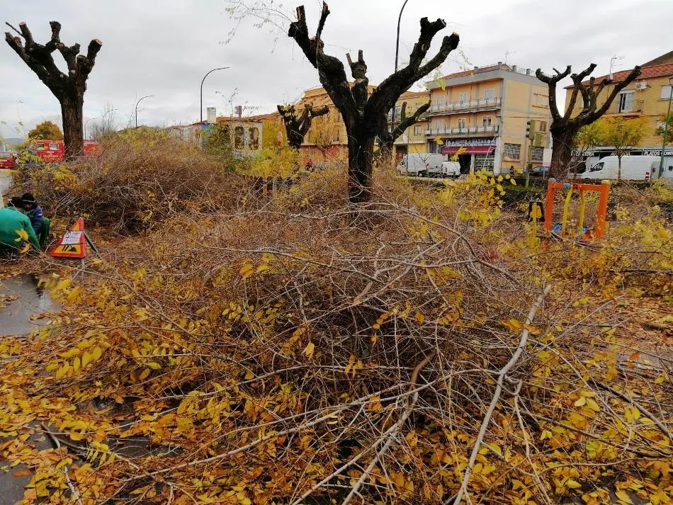 Foto 5 - Los &aacute;rboles de la Avenida de Salamanca, objeto de una intensa poda  