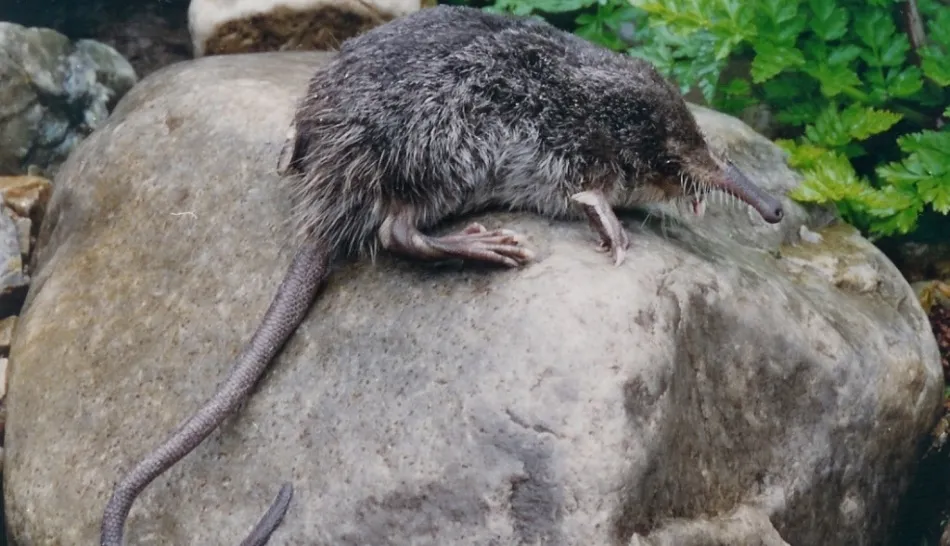 Desmán ibérico (Galemys pyrenaicus)