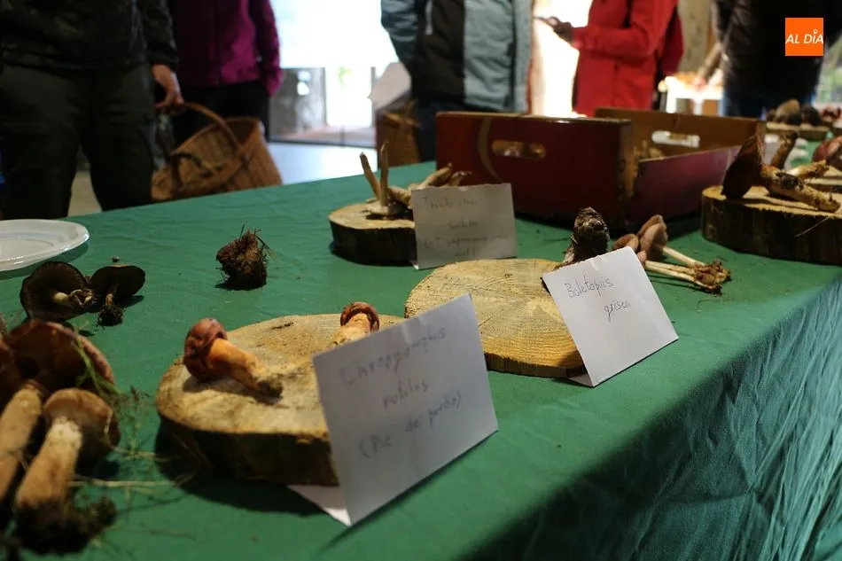 Foto 4 - Las jornadas micol&oacute;gicas llegan a la Casa del Parque