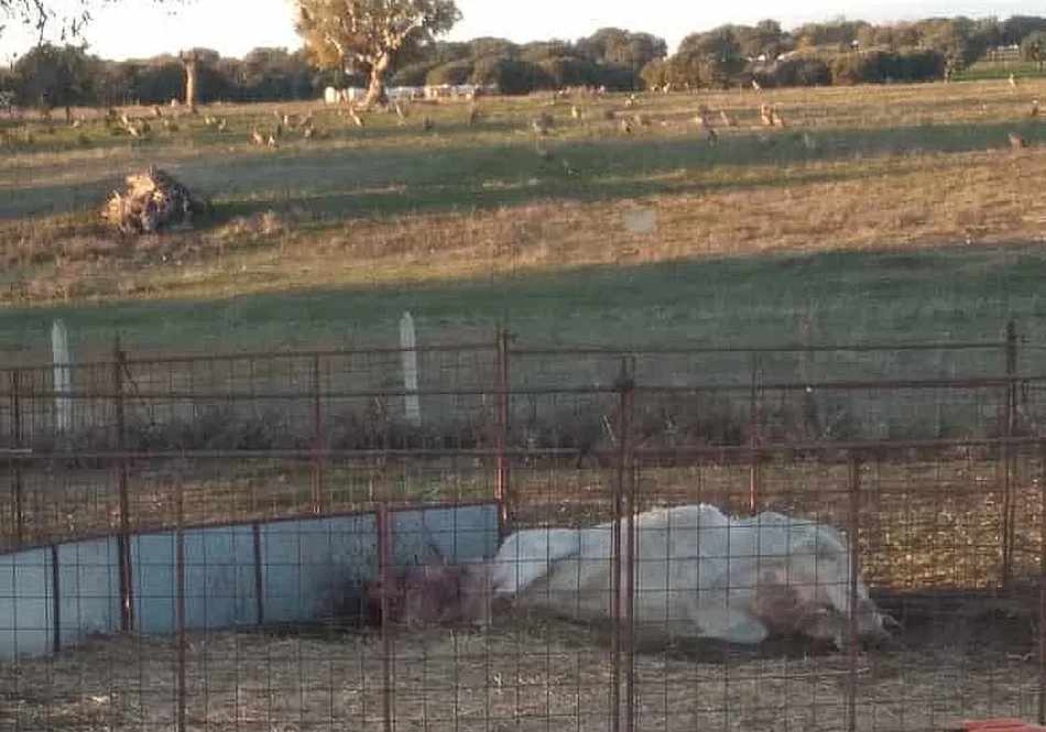 En primer plano la vaca y muerta y, al fondo, decenas de buitres