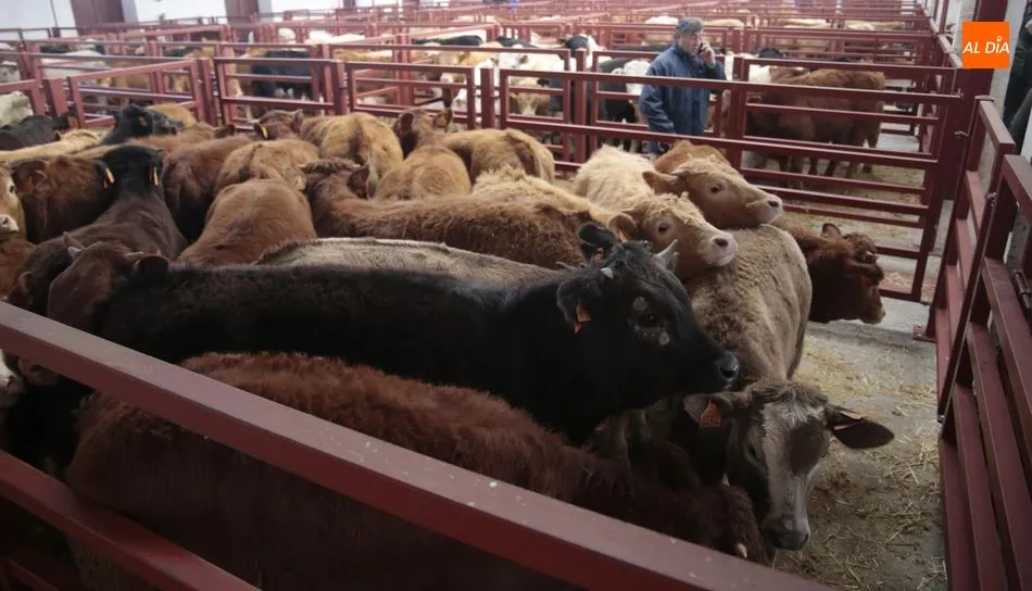 Vuelve a bajar la asistencia de ganado al mercado de Salamanca