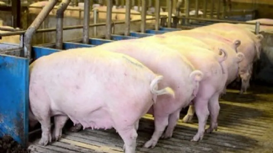 Más de un 30% de las granjas de porcino carece de zona de cuarentena. Foto: Anprogapor