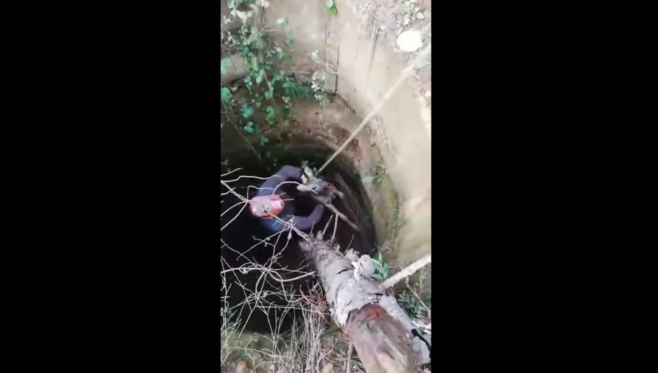 Un grupo de cazadores rescata a un corzo de un pozo para liberarle después