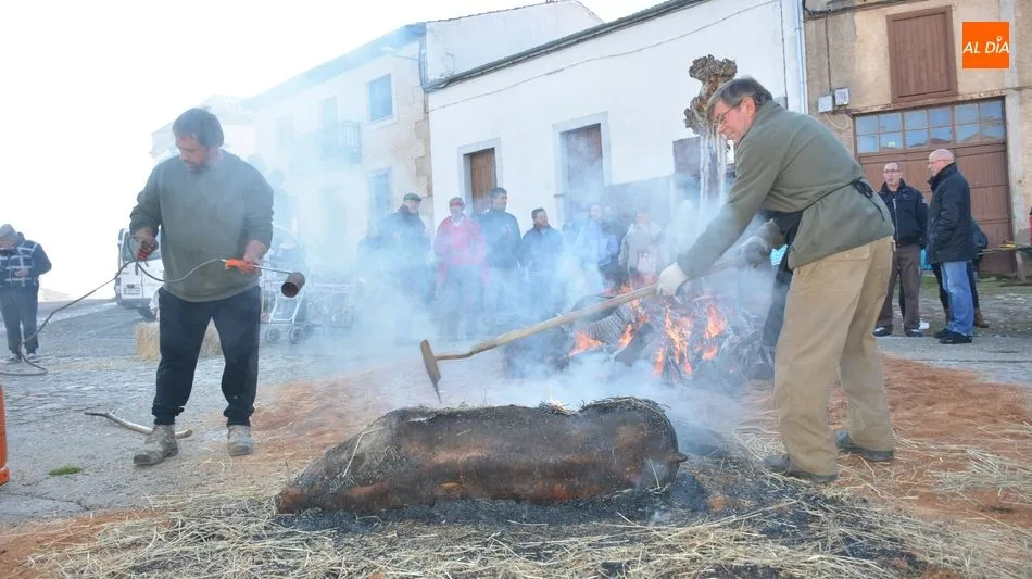 Foto 11 - Hinojosa de Duero ofrece un buen d&iacute;a de matanza t&iacute;pica del cerdo