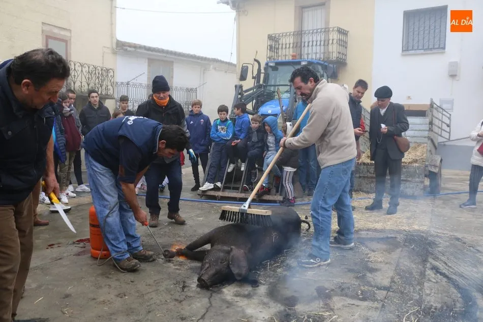 Foto 4 - Saucelle celebra con intensidad su X Matanza Tradicional  