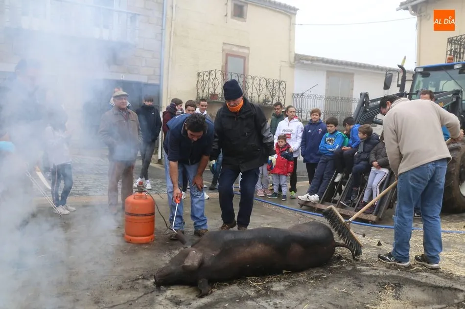 Foto 2 - Saucelle celebra con intensidad su X Matanza Tradicional  